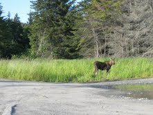 Moose in Alaska meadow